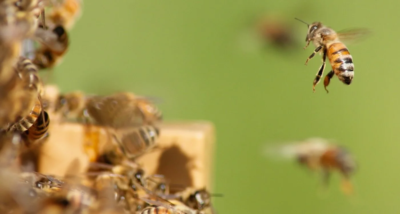 Californian Hybrid Bees Naturally Fight Varroa Mites, Study Finds