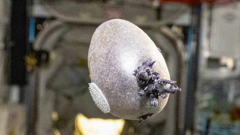 Spudnik sprouts: a purple space potato grows aboard the ISS