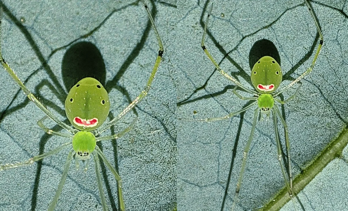 32-Color Himalayan Spider Echoes Hawaii’s Happy-Face Pattern