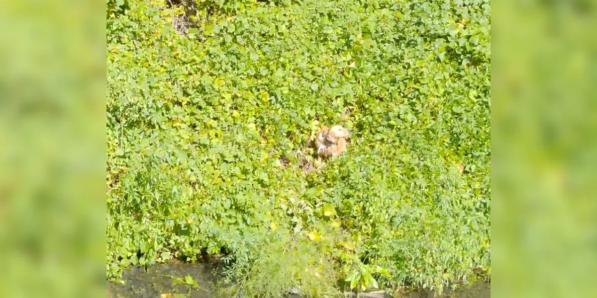 Golden Retriever Stranded on Tiny Island After Jumping from Moving Car