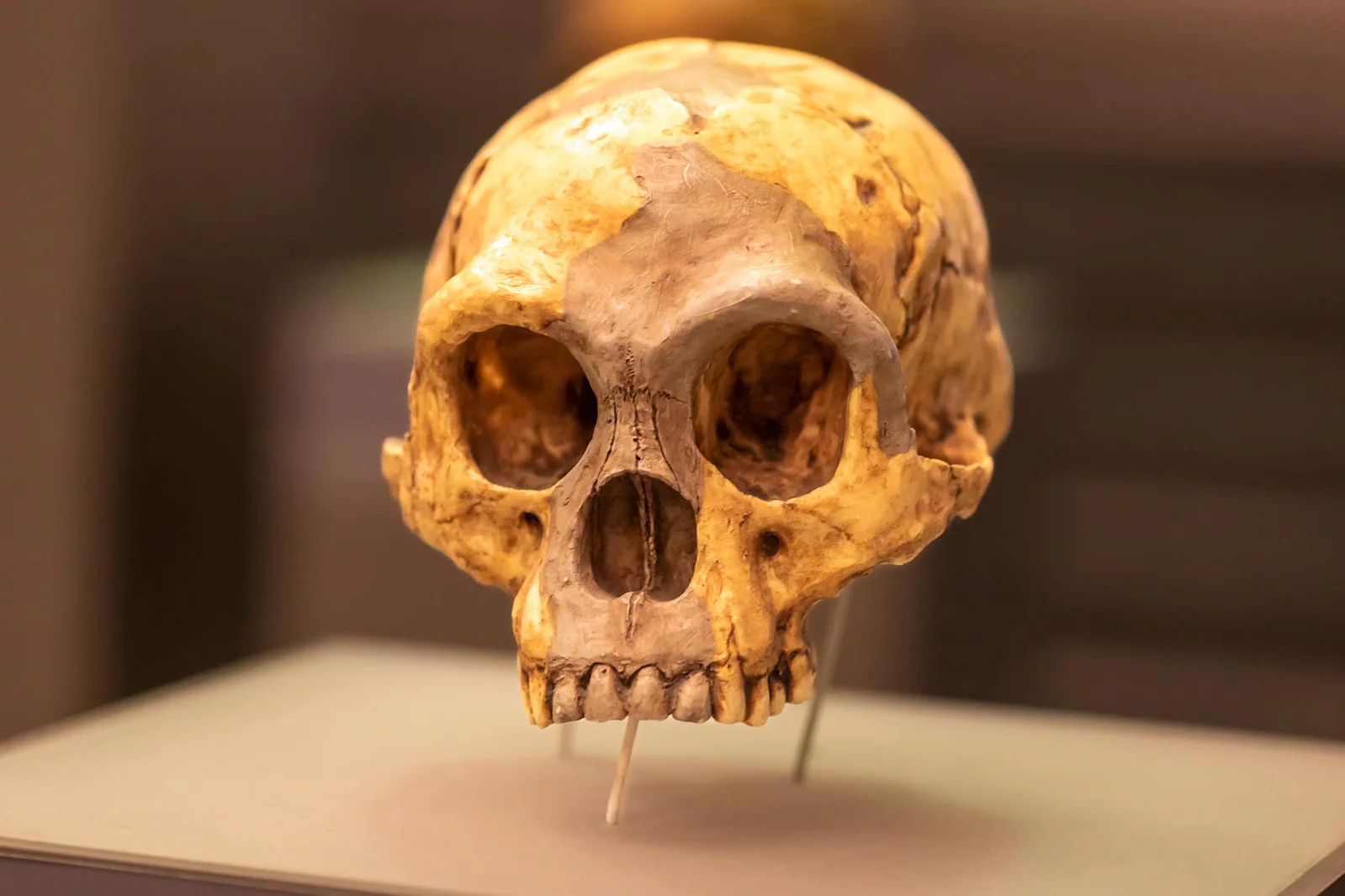 Dry Spell on Flores May Have Driven Hobbits From Their Cave Refuge