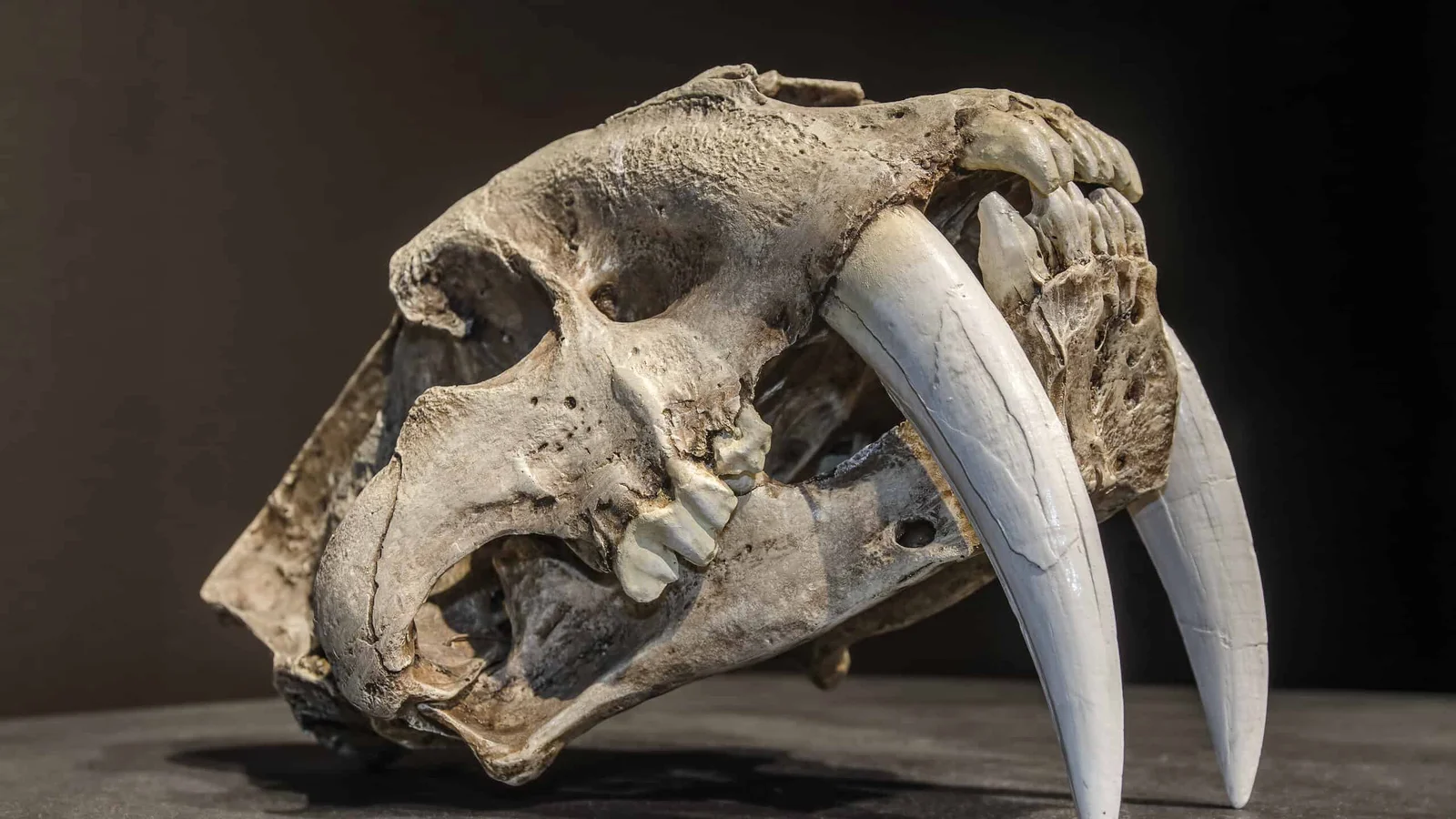 Forgotten Museum Fossil Rewrites Saber-Tooth Lineage