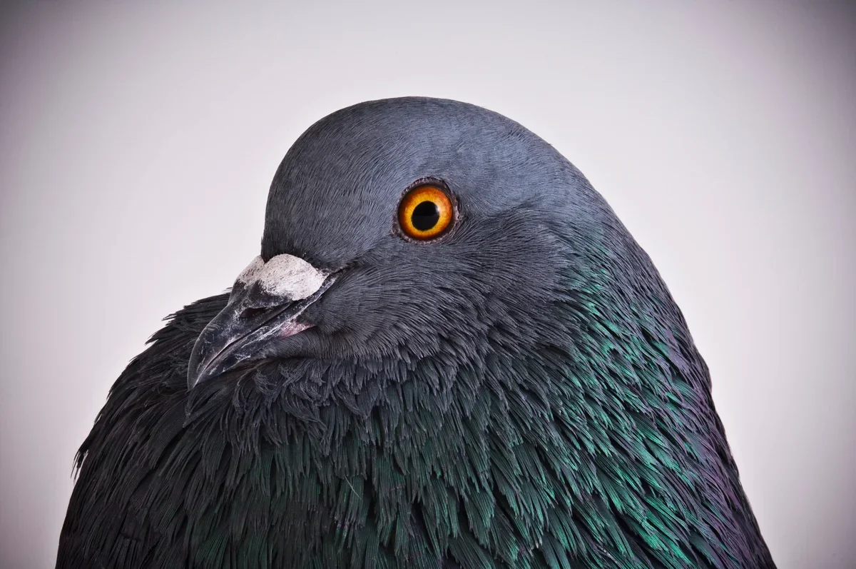 Pigeons Defy Learning Law by Embracing Variable Behavior
