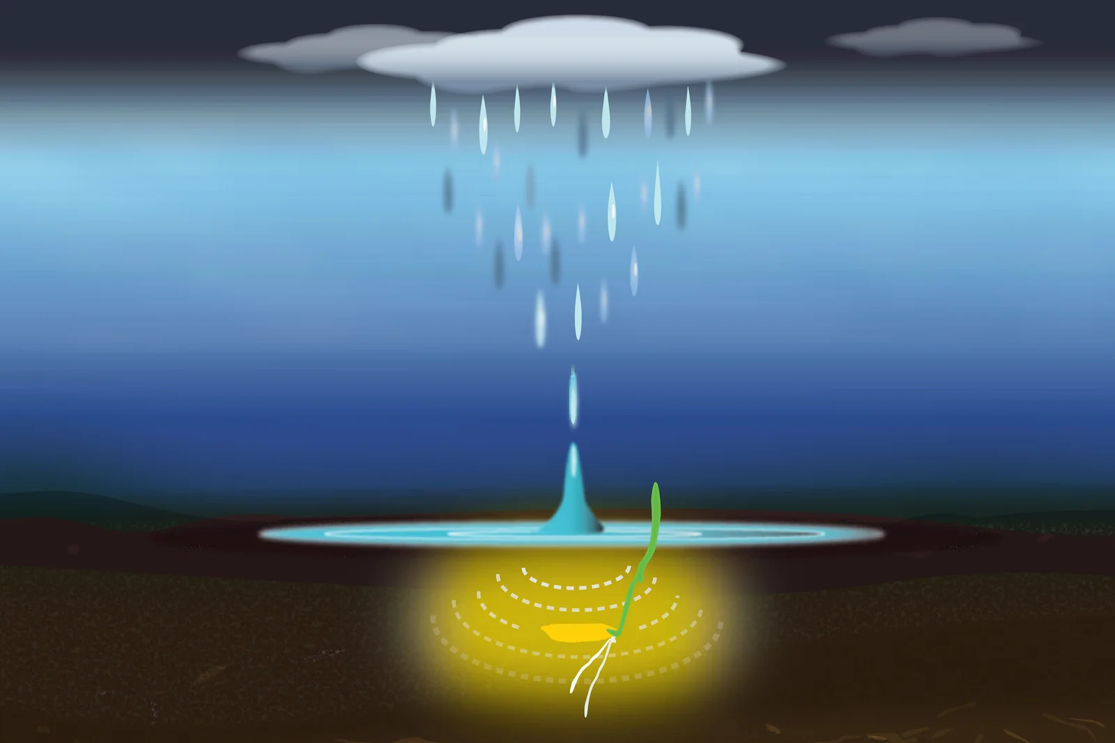 Rain sounds wake seeds to sprout faster, MIT study shows
