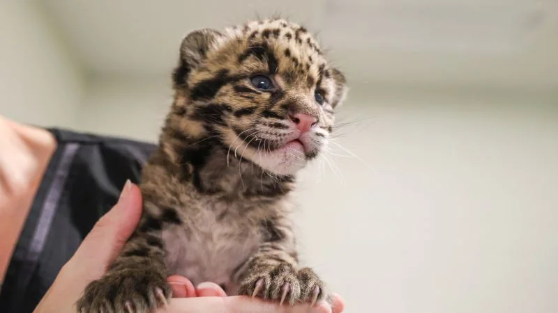 Nashville Zoo Faces Off Over Near-Campus Data Center and Wildlife Risks
