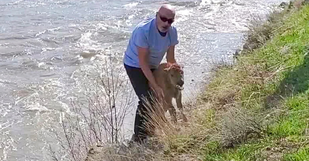 Yellowstone Wildlife Disturbances Lead to Guilty Pleas.