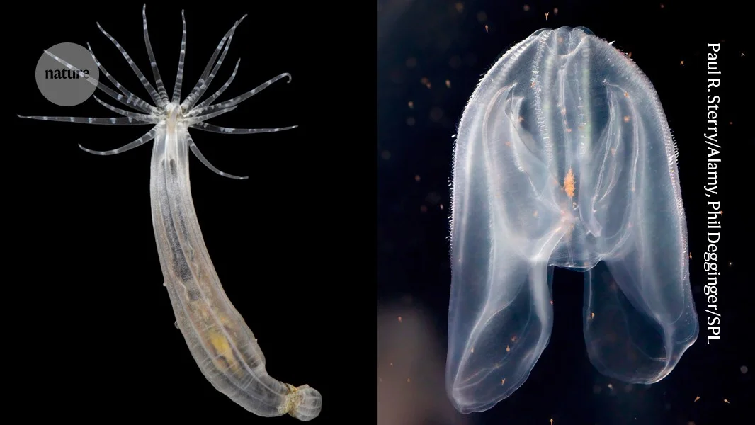 Cross-phyla transplant uncovers ancient embryonic organizer