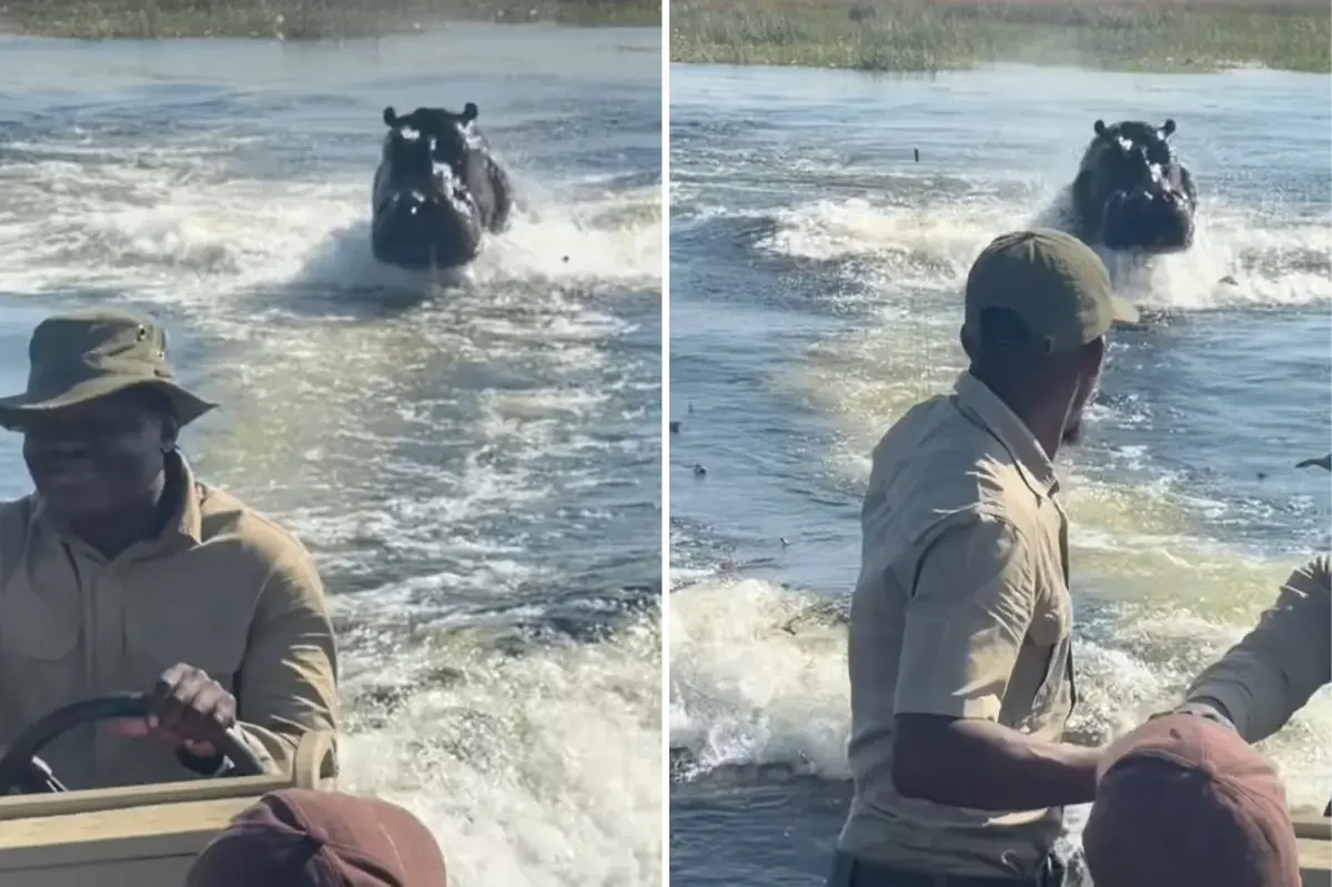 Territorial hippo in Botswana chases tour boat in dramatic waterway encounter