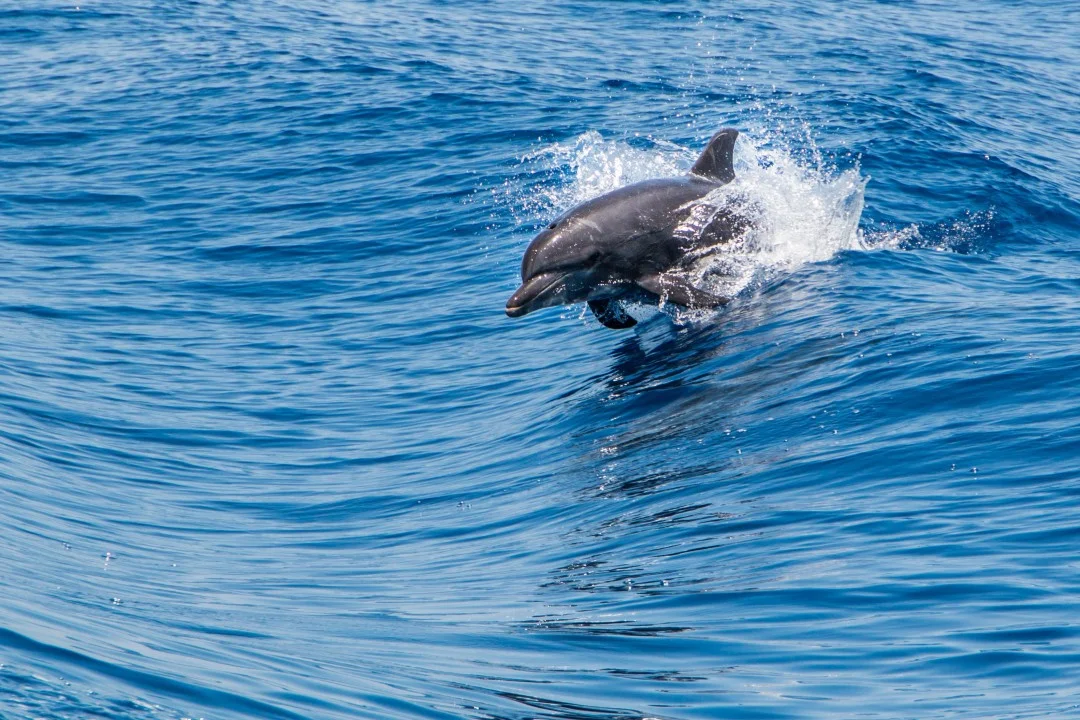 "Dolphin Attacks Shock Japan Beachgoers: 4 Injured"