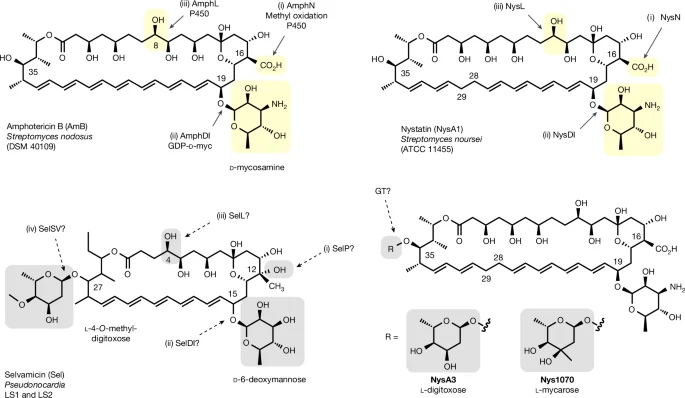 Enzyme-guided glycosylation and amidation reengineer polyene antifungals