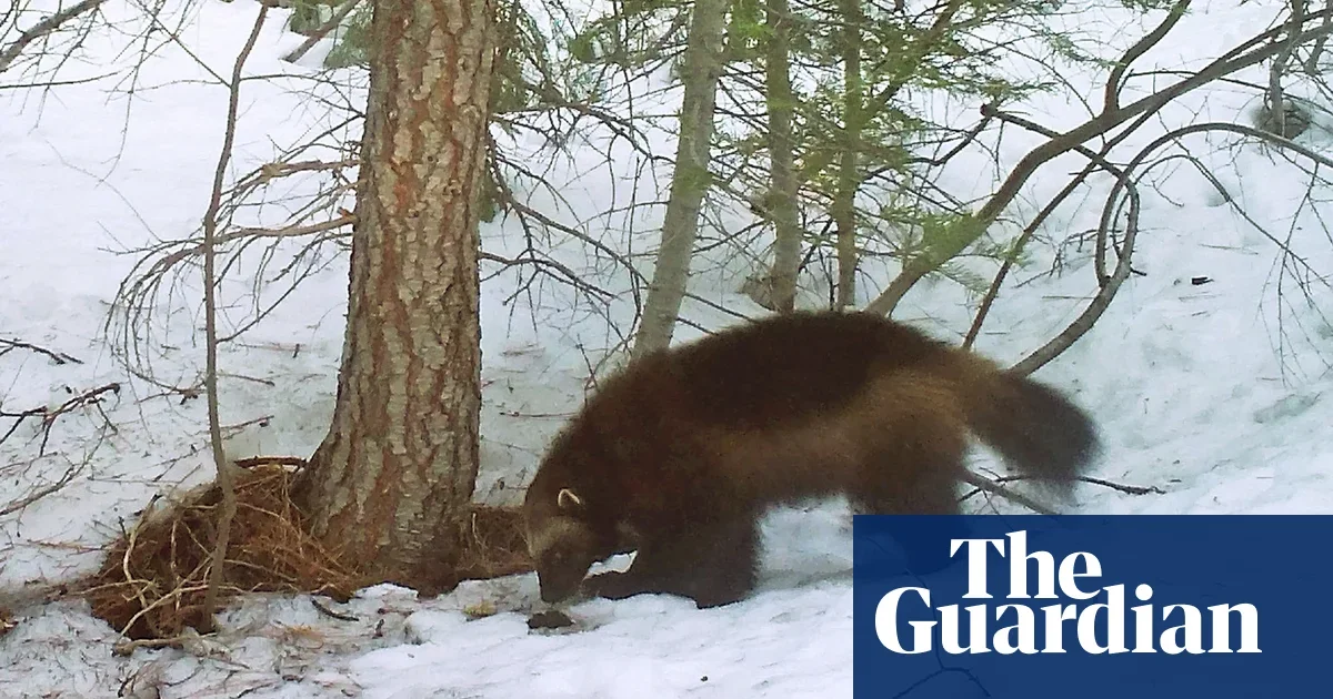 Elusive Wolverine Spotted Twice in California in 100 Years