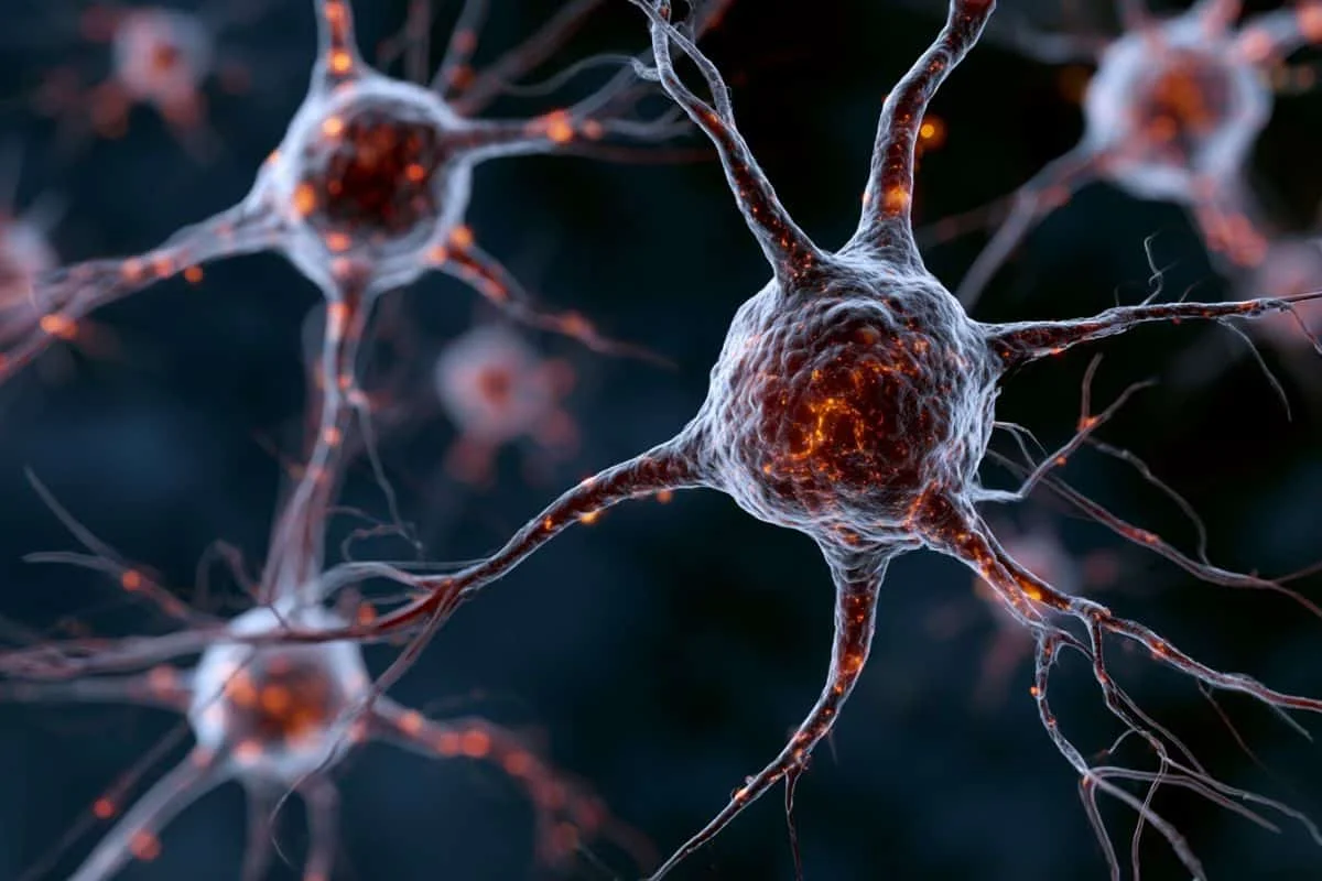 Inflammation Reprograms Brain Stem Cells to Halt Neurogenesis