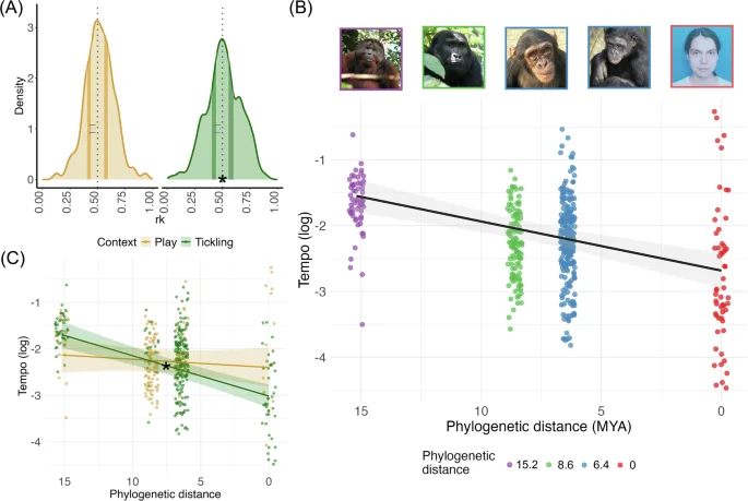 Laughter's steady rhythm traces the evolution from apes to human speech