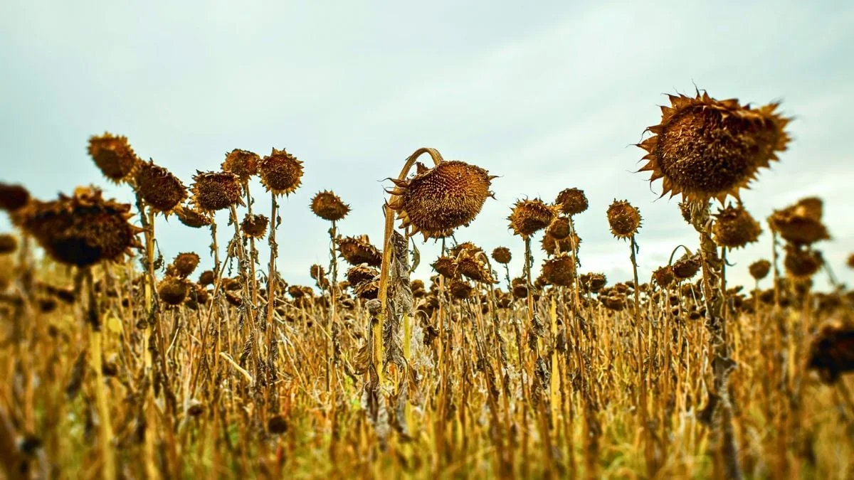Earth’s Green Horizon: Plants Could Endure for 1.87 Billion Years, Study Says