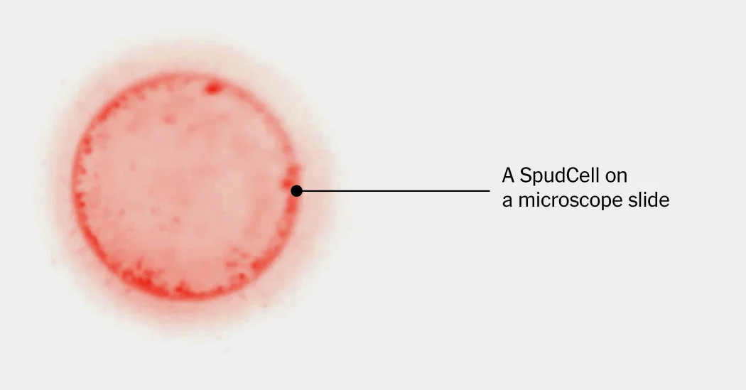 SpudCell: the Open-Source Synthetic Cell That Feeds, Grows and Divides