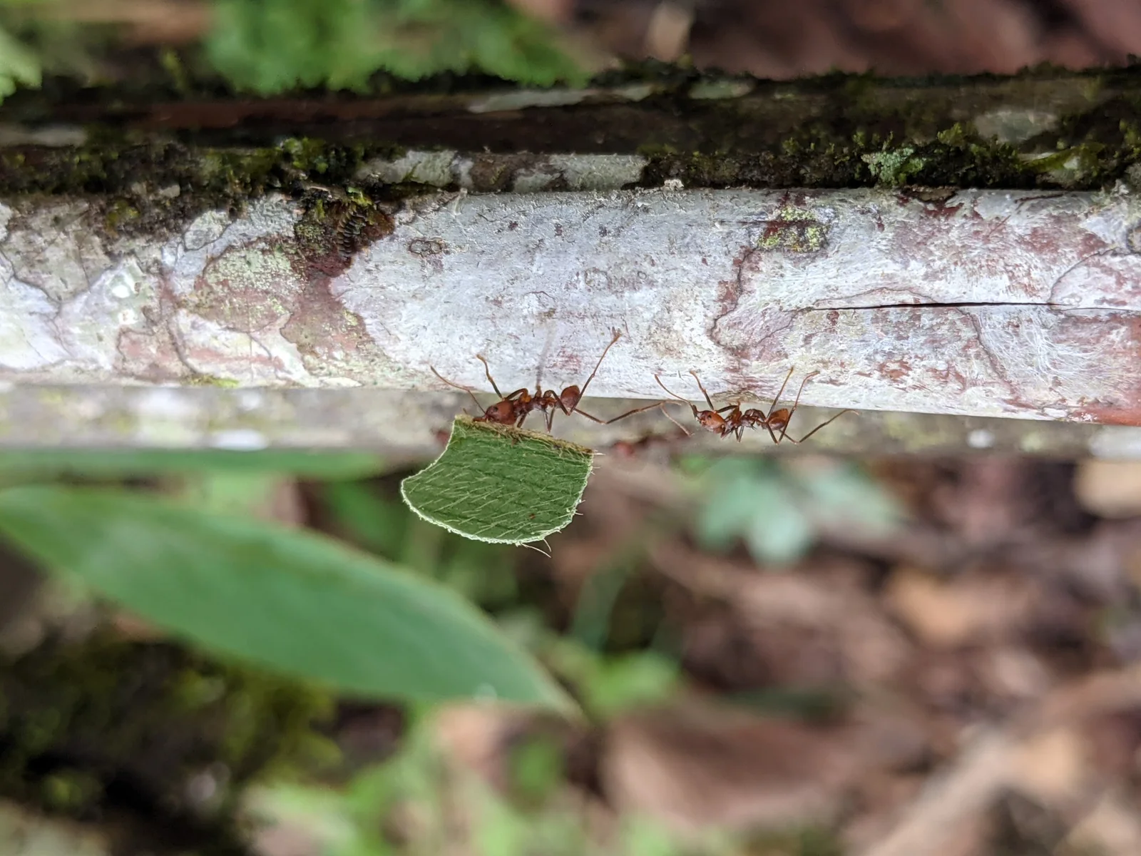 Ants' Global Domination: A Co-Evolutionary Journey with Plants.