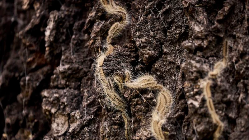 Germany fights toxic caterpillar outbreak as Berlin parks close