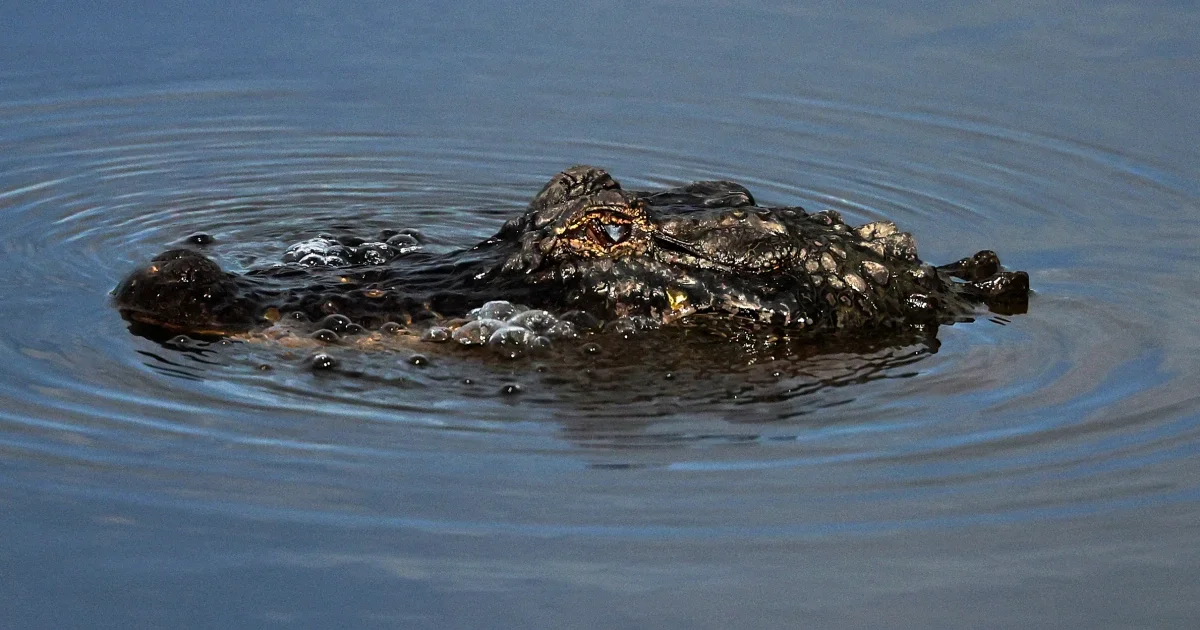 Alligator halts fleeing driver as Louisiana chase ends with drone-assisted capture