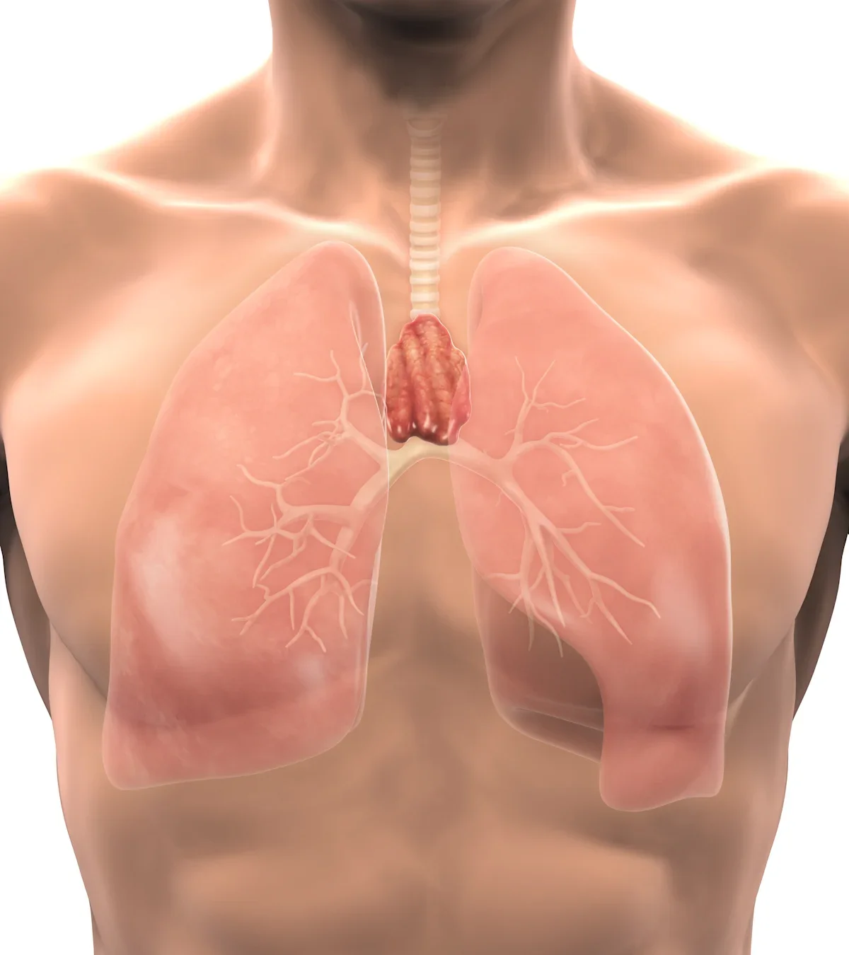 Thymus: The aging immune regulator linked to longevity and cancer therapy