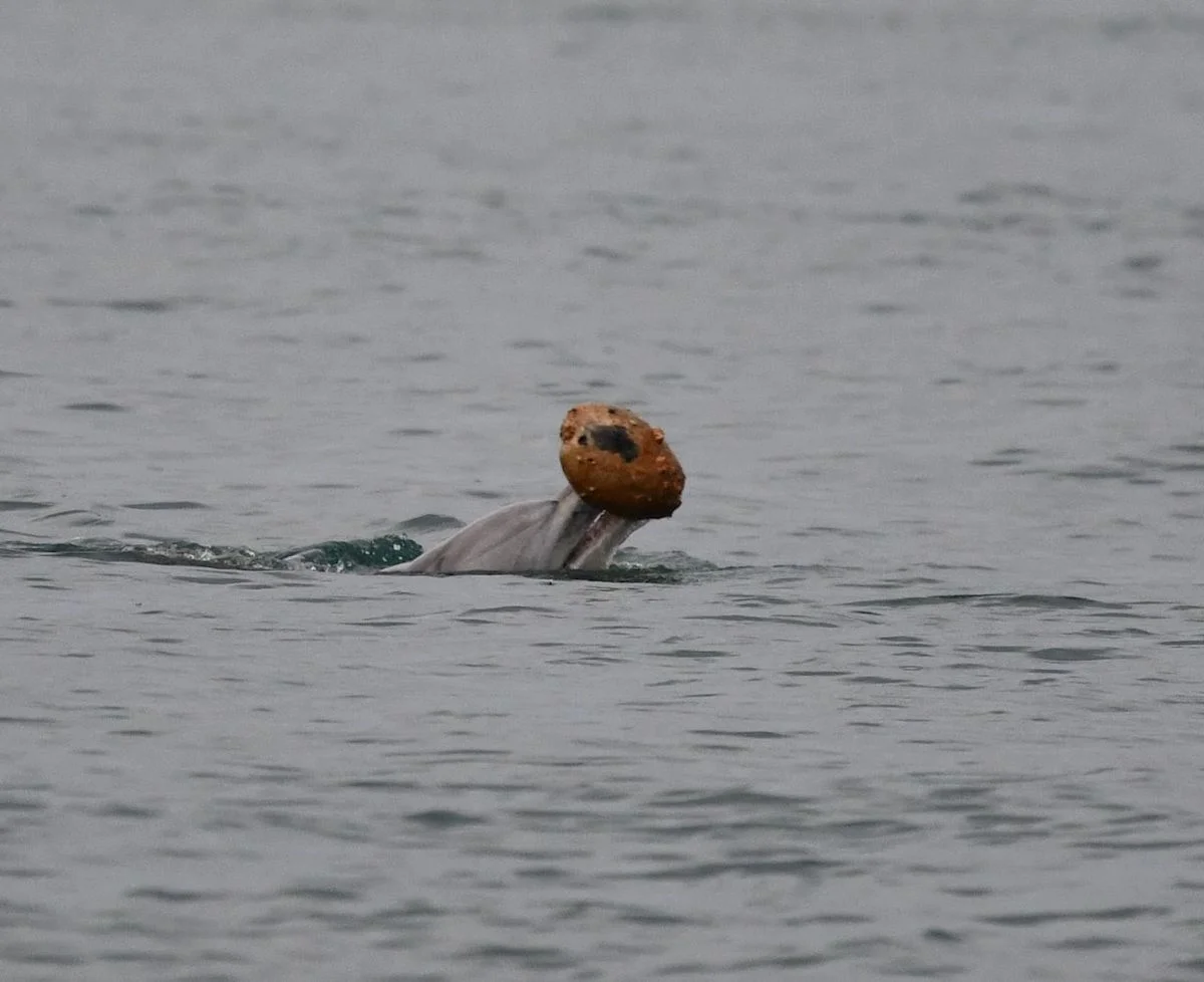 Rare dolphin shelling captured in Australia suggests mother-to-calf teaching