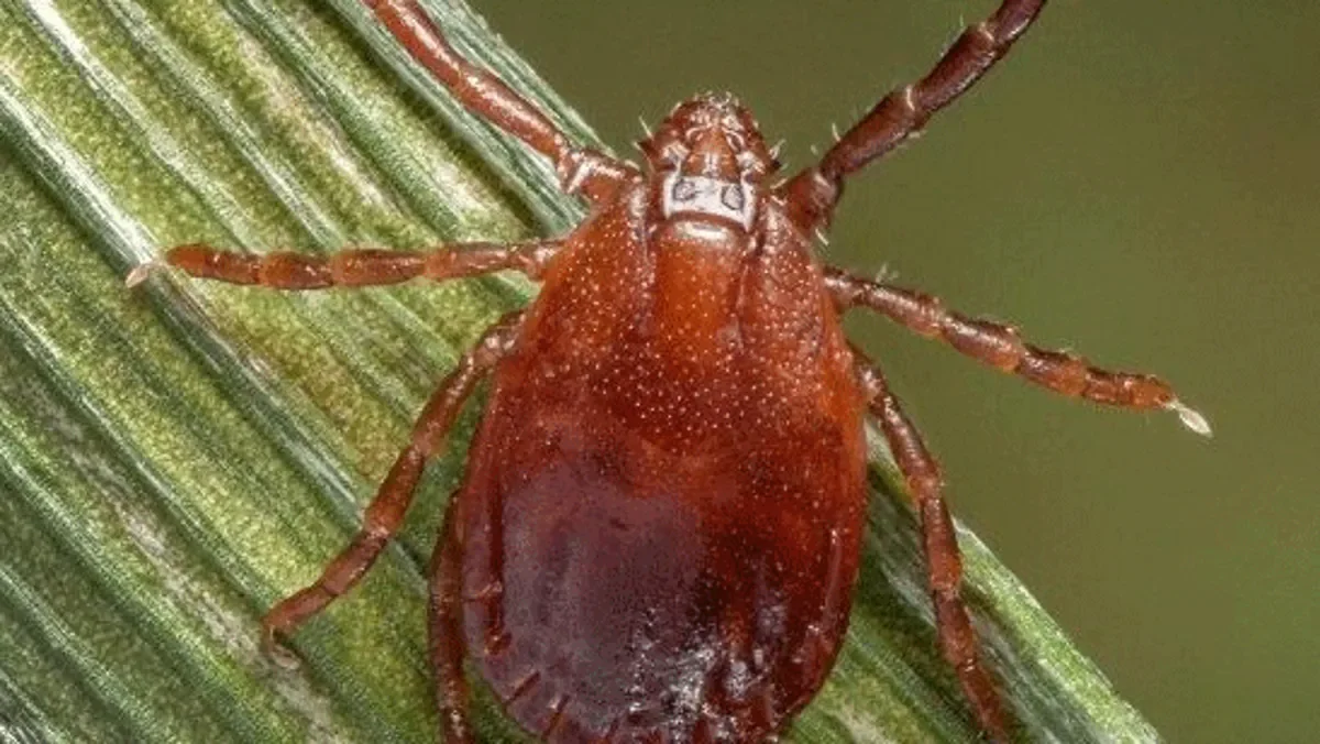Invasive bugs to watch for in Kentucky this summer.