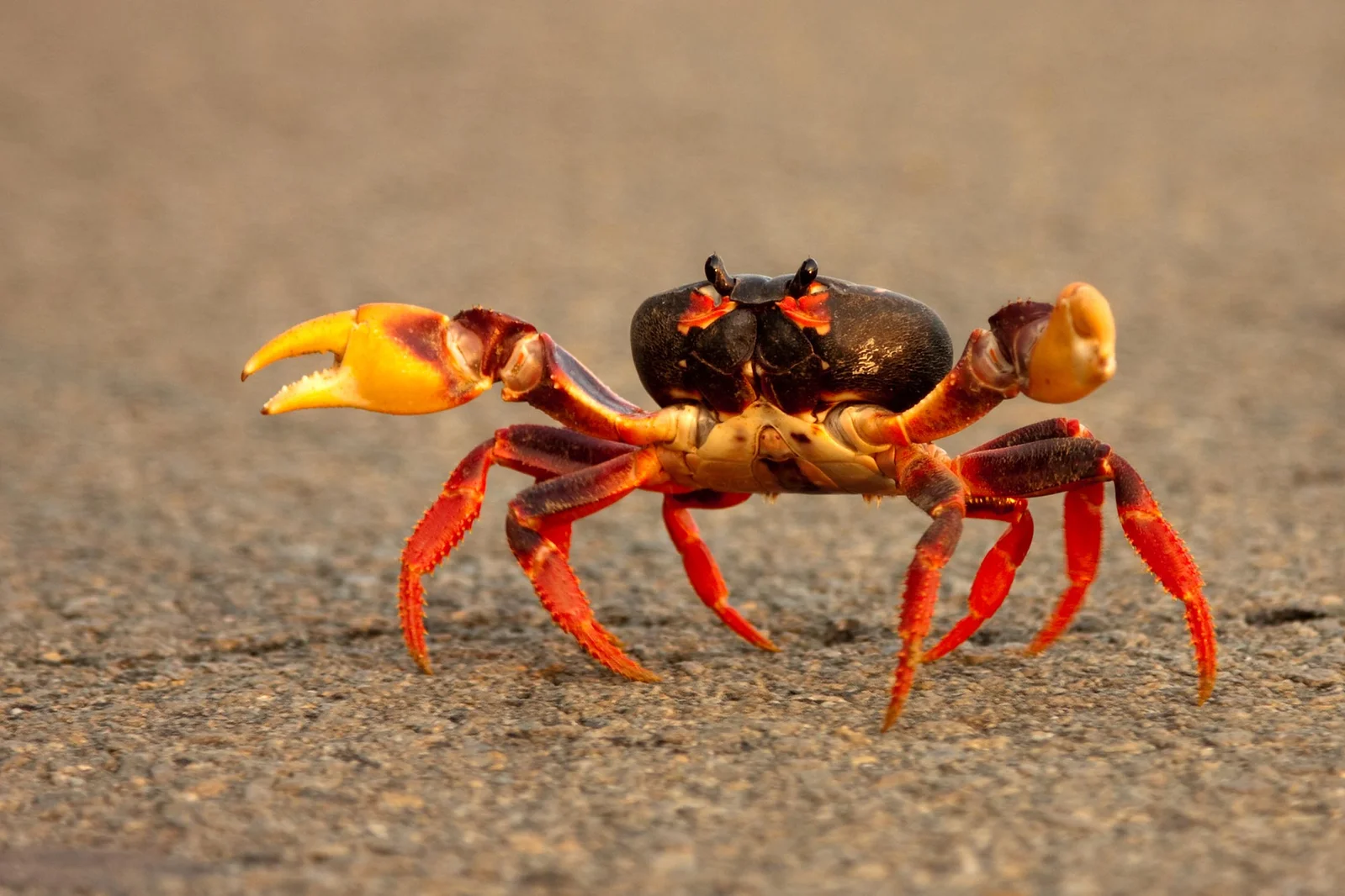 Crabs’ Sideways Walk Traced to a Single Ancient Twist