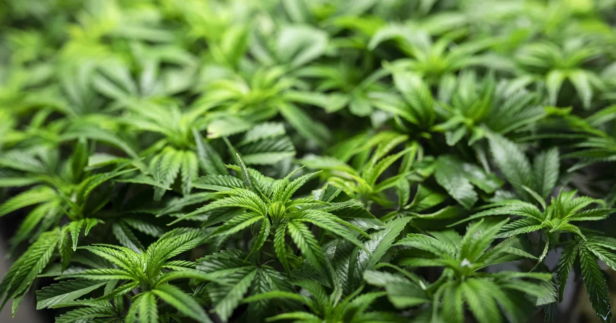 Minnesota Legislature Settles on Marijuana Legalization Bill, Final Vote Imminent.