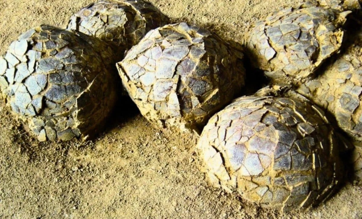 Ancient French Nesting Ground Yields Hundreds of Dinosaur Eggs Across Species