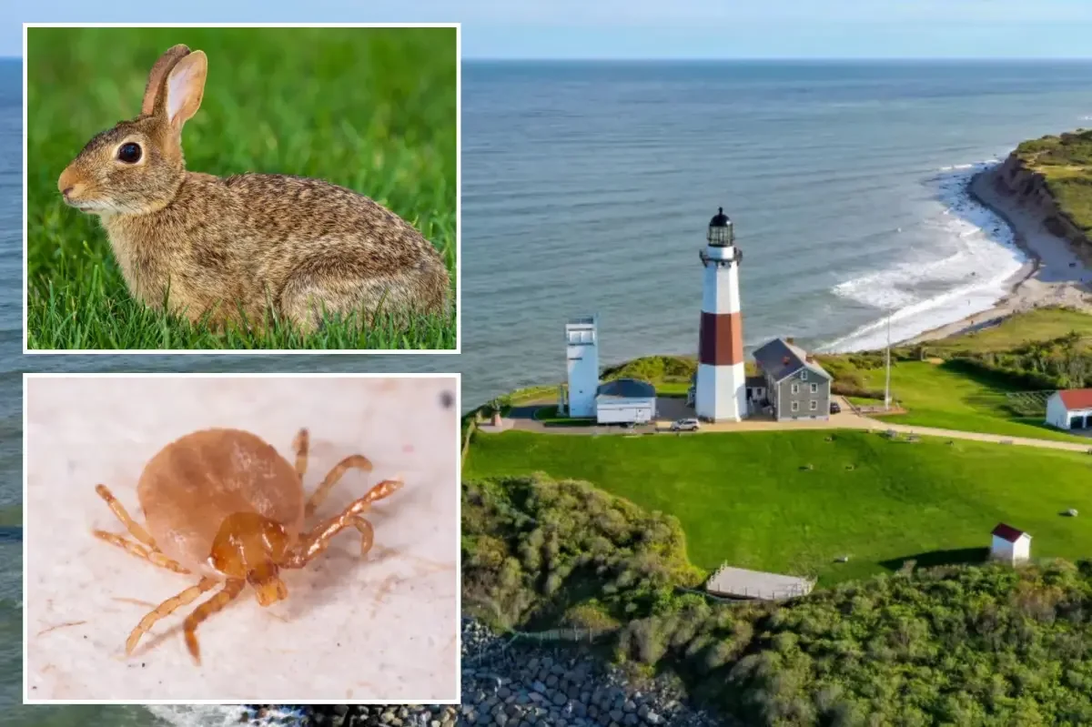 Long Island logs fourth tularemia case as rabbit fever rises