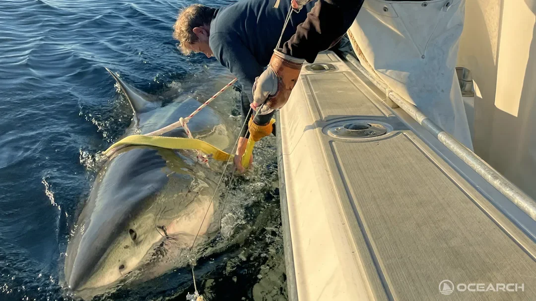Massive tagged shark from Florida to Cape Cod: Contender’s northbound migration