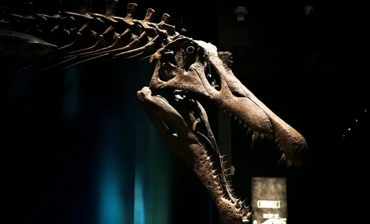 Sahara Unearths Spinosaurus mirabilis, a 40-Foot River-Wading Predator