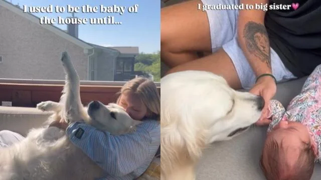 Golden Retriever Becomes Big Sister to Newborn, Stealing Hearts