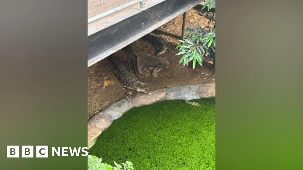 Three-year-old critically injured after crocodile enclosure incident; man arrested on suspicion of attempted murder