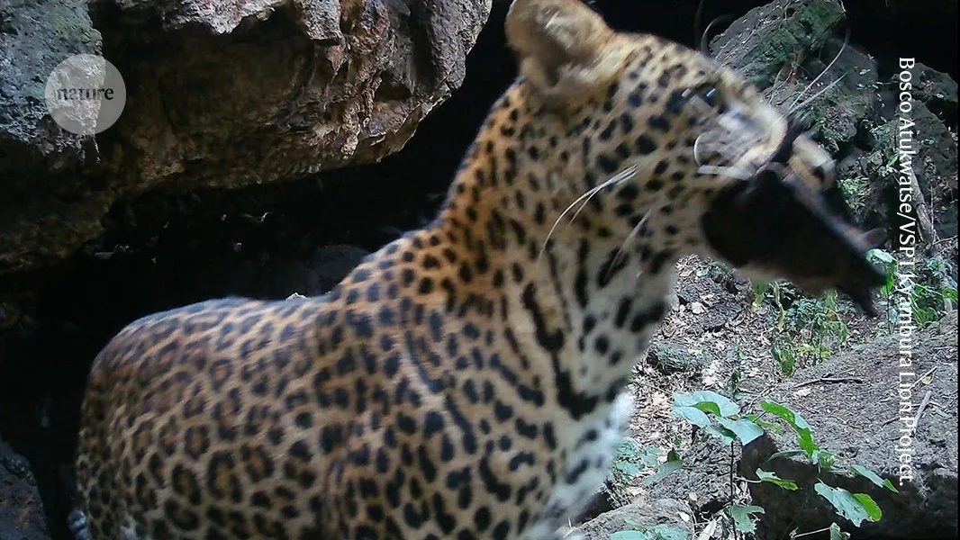 Uganda cave cam reveals bats, leopards, and people shaping Marburg spread