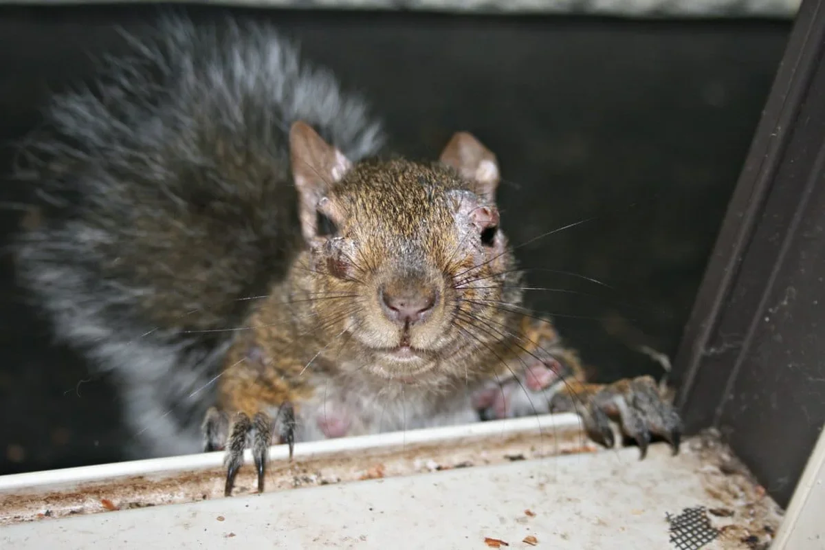 Backyard Squirrels with Wart-Like Growths Explained