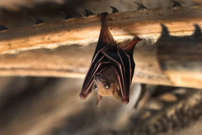First Livingston County bat tests positive for rabies, health advisory issued