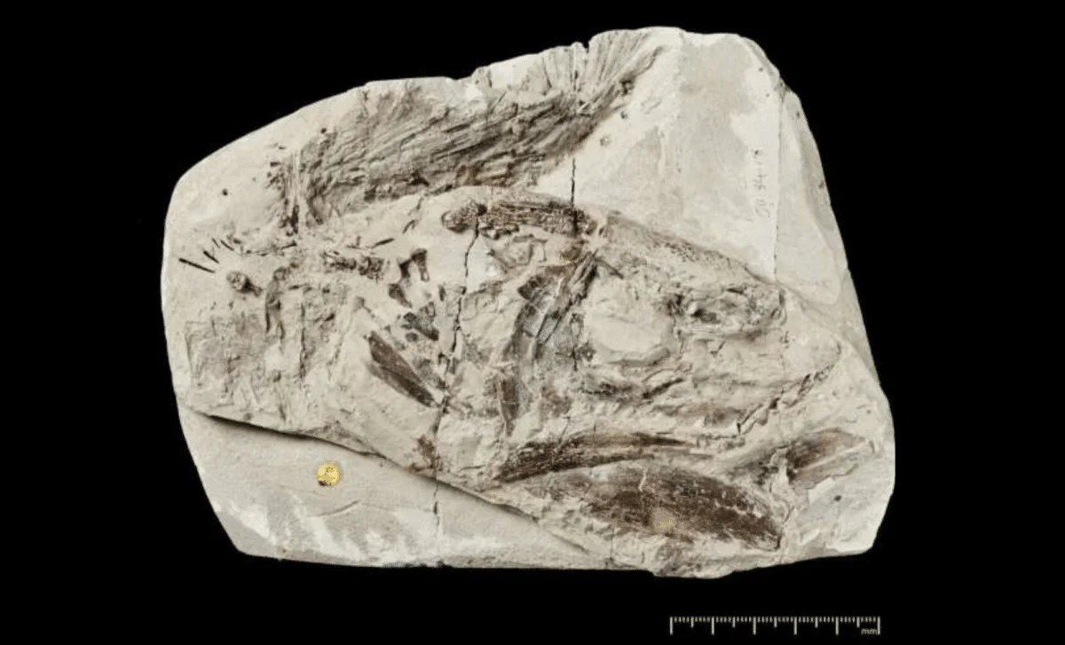 Ancient Coelacanth Fossil Rewrites a Crucial Chapter in Its 400-Million-Year Lineage