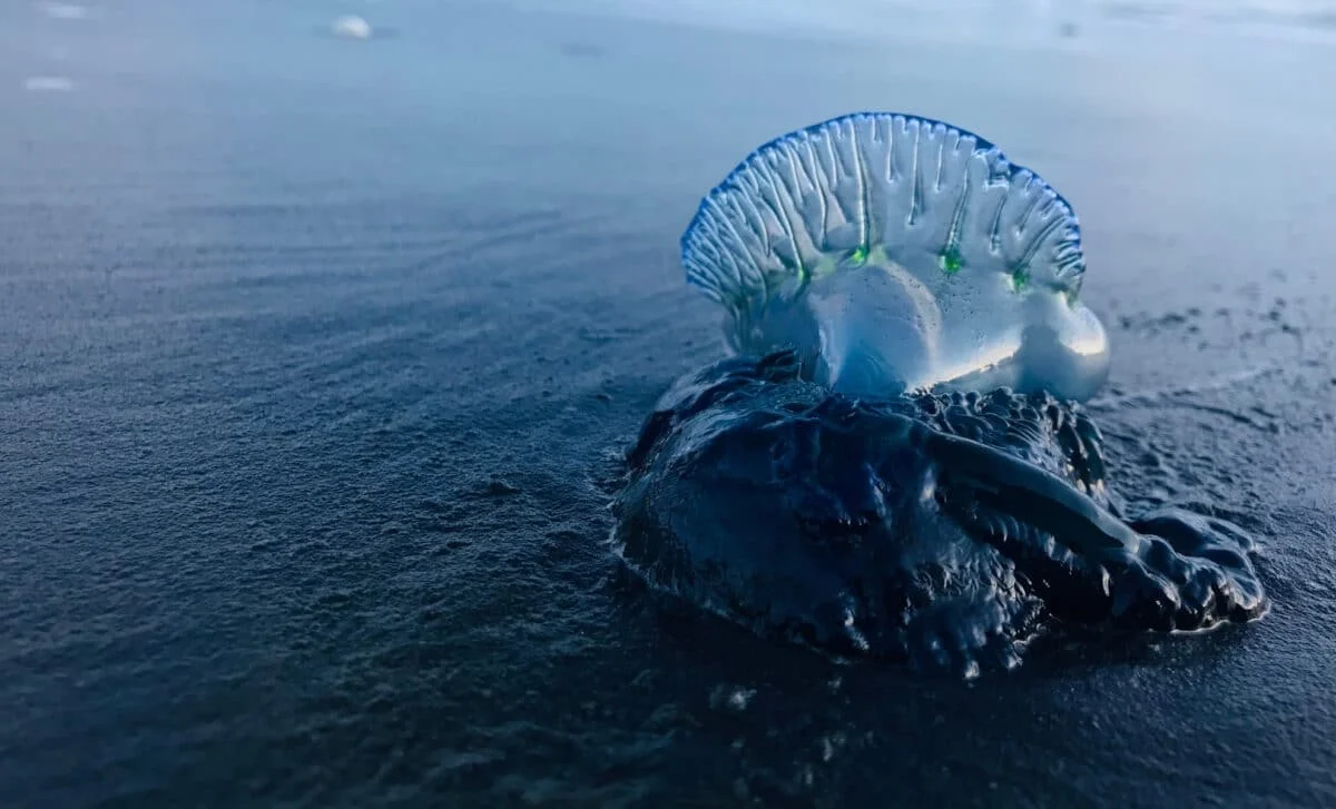 Northern Japan Finds New Man-o-War Species Alive and Spreading
