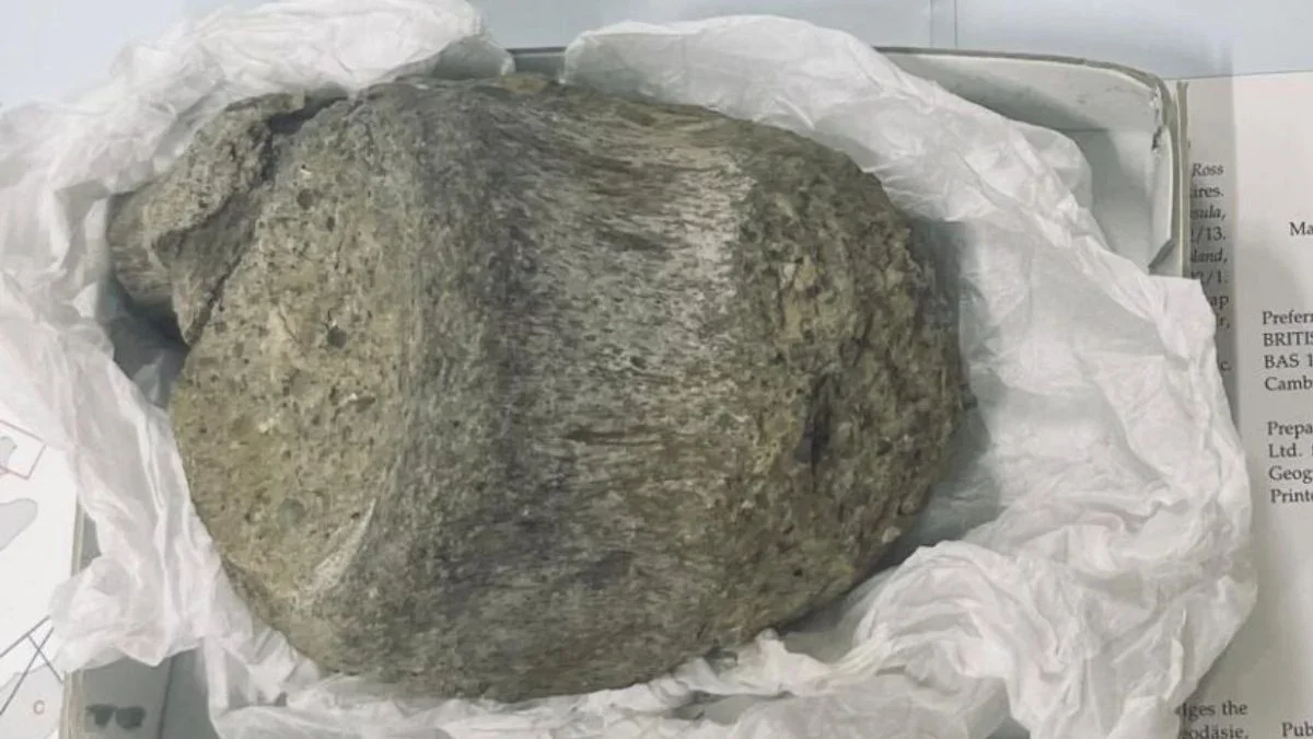 Drawer-Stashed Fossil Reveals Antarctica's Earliest Dinosaur