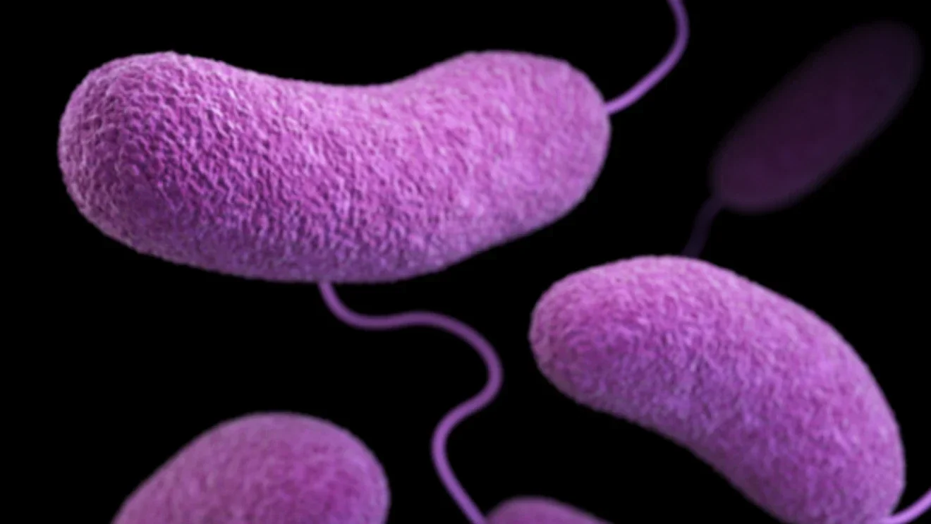 Florida records third Vibrio vulnificus death of the year in Bay County