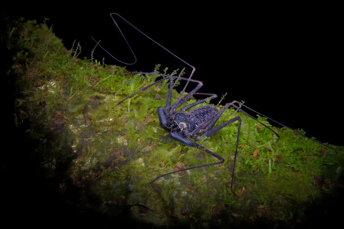 Whip Spiders: Cave-Dwellers That Look Like Spiders But Hunt by Touch