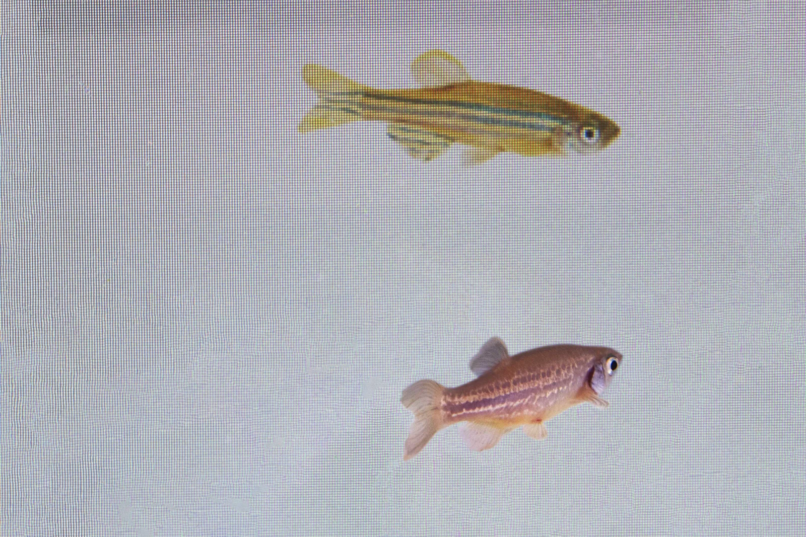 Fish Can Detect Fear in Others, Study Finds.