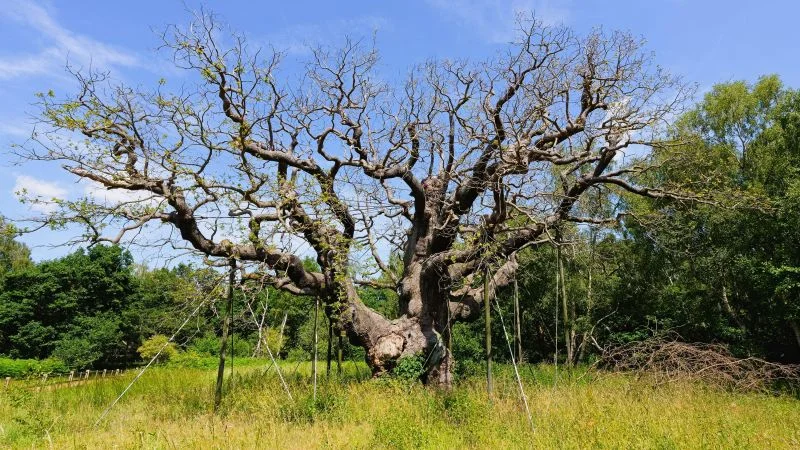 Sherwood's Major Oak dies after 1,200 years