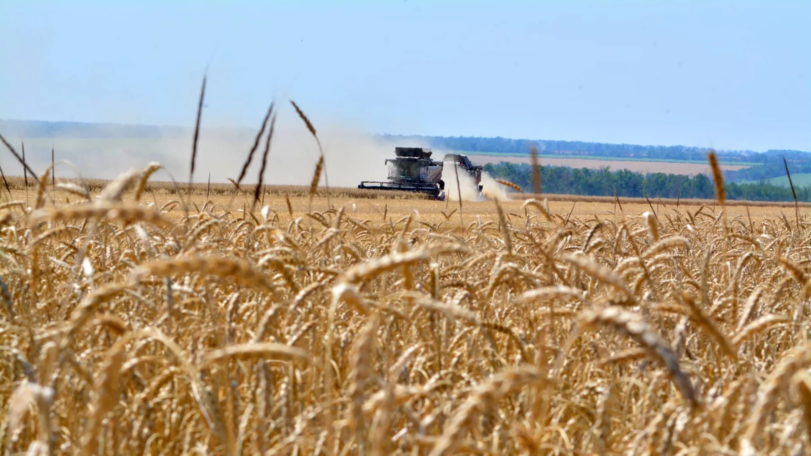 Grains Rally to Three-Year Highs on U.S. Corn Shortages and Black Sea Exports Disruptions