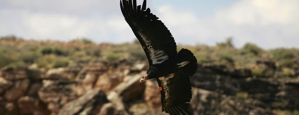 Trump’s Endangered Species Act Rollback Lowers Habitat Protections