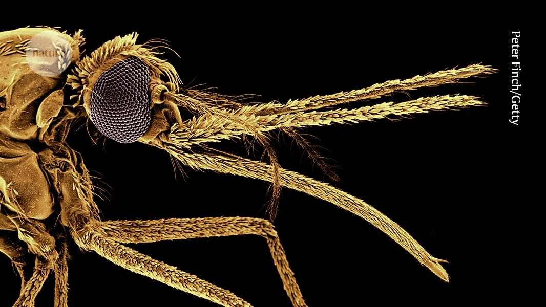 Vaccines Promise Progress, but Funds and Access Lag in Malaria Fight