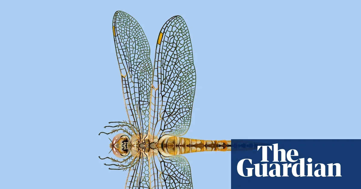 The wandering glider: the globe-trotting dragonfly that sails the oceans