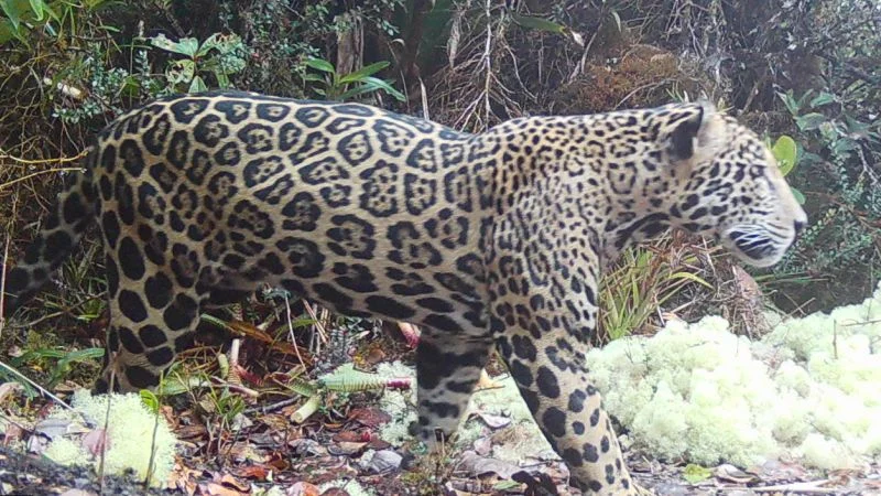 Rare cloud jaguar sighting in Honduran highlands boosts conservation optimism