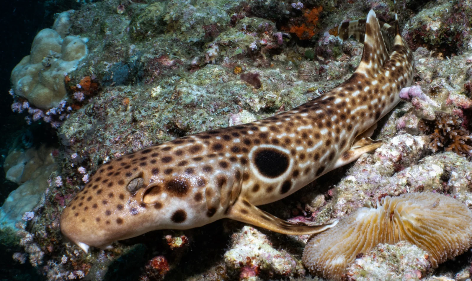 Conservation sparks walking shark boom and unveils a new PNG species