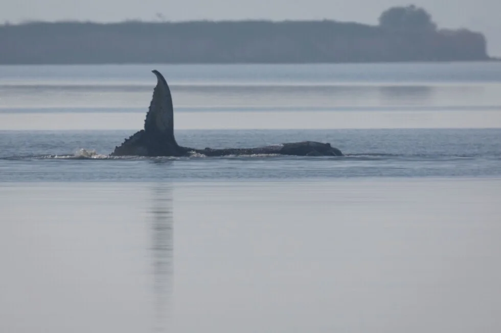 Timmy the Humpback Stranded in the Baltic as Rescue Efforts Falter